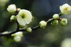 梅的花漾字,探寻梅花之美