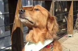 网红和狗子,萌宠界的明星搭档